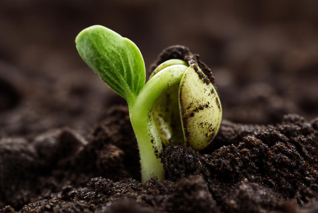 A seedling breaking through soft earth